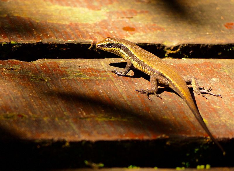 グヌン・ムル国立公園の画像15