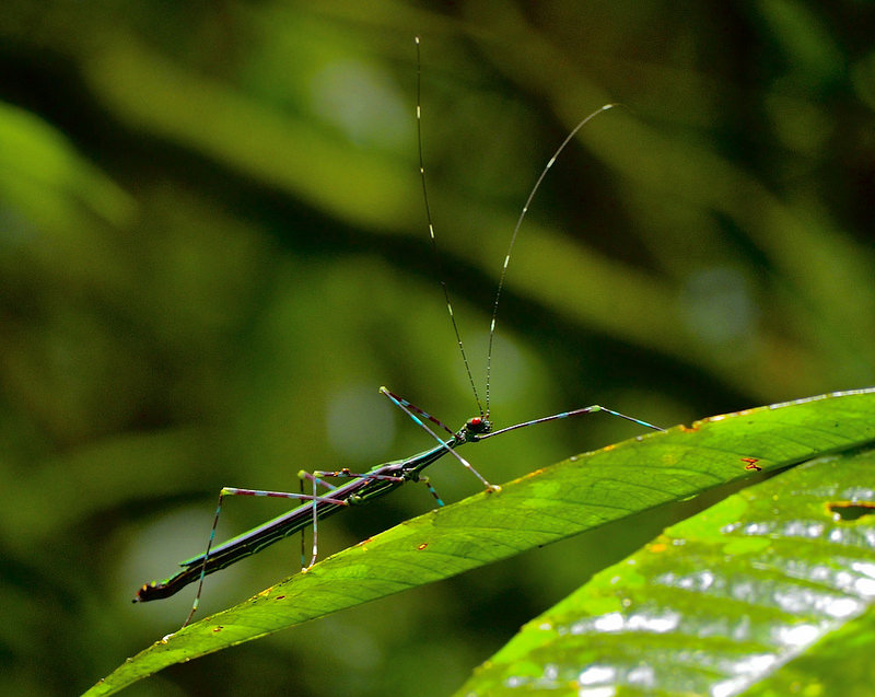 グヌン・ムル国立公園の画像16