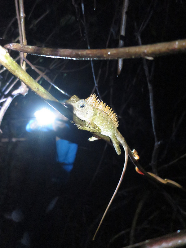 グヌン・ムル国立公園の画像17