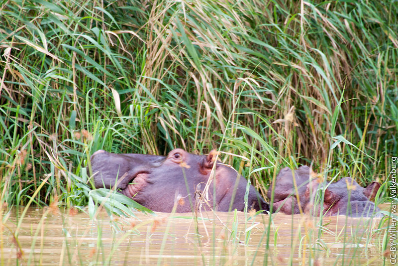 イシマンガリソ湿地公園の画像2