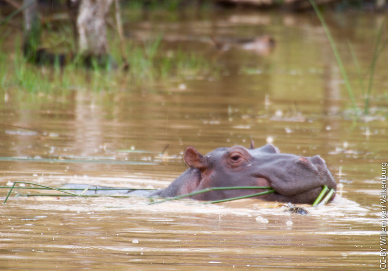 イシマンガリソ湿地公園の画像5