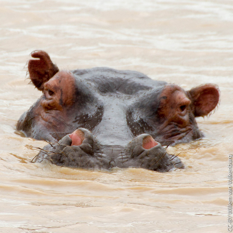 イシマンガリソ湿地公園の画像9