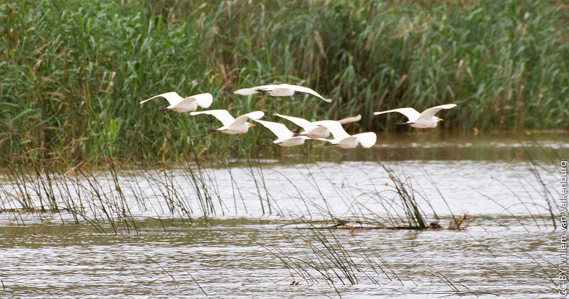 イシマンガリソ湿地公園の画像11