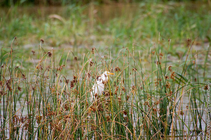 イシマンガリソ湿地公園の画像12