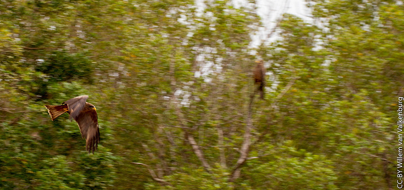 イシマンガリソ湿地公園の画像13