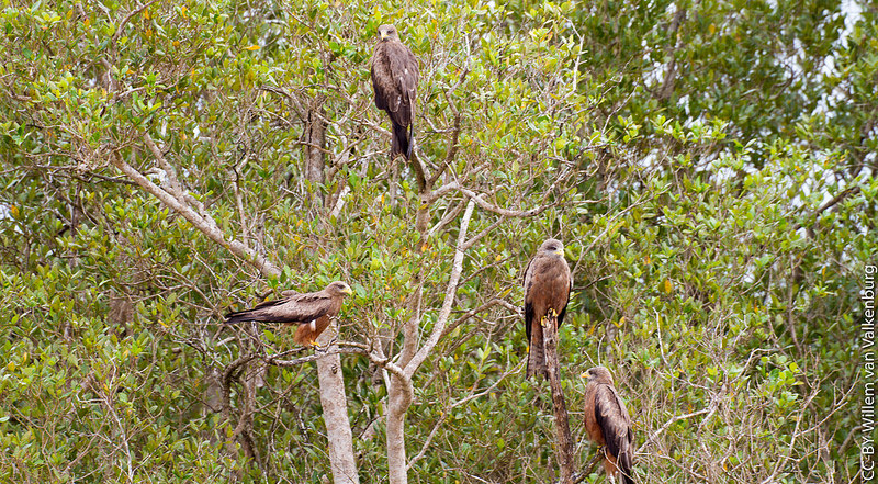 イシマンガリソ湿地公園の画像15