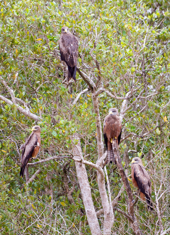 イシマンガリソ湿地公園の画像16