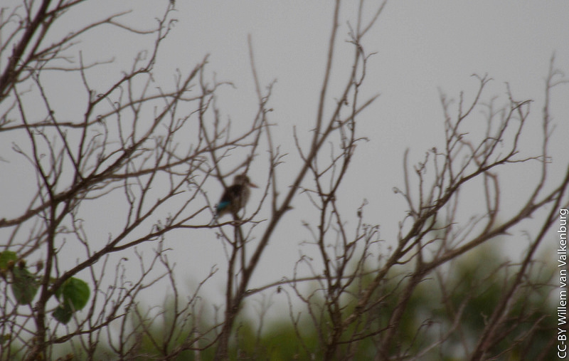 イシマンガリソ湿地公園の画像17