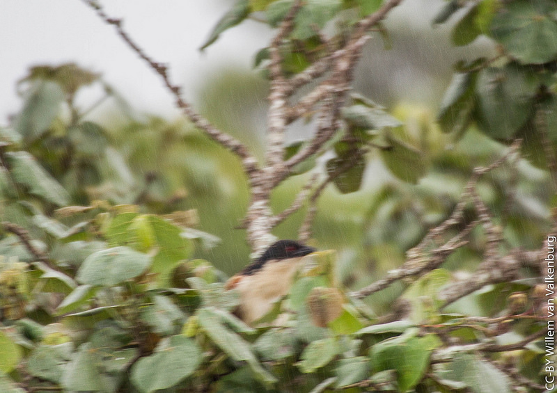 イシマンガリソ湿地公園の画像18