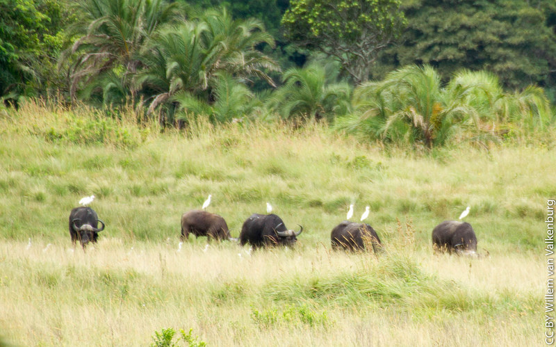 イシマンガリソ湿地公園の画像19