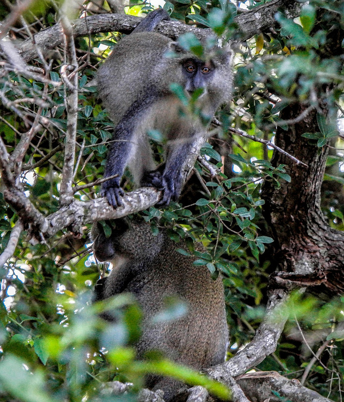 イシマンガリソ湿地公園の画像21