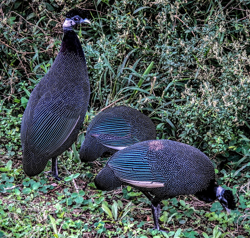 イシマンガリソ湿地公園の画像22