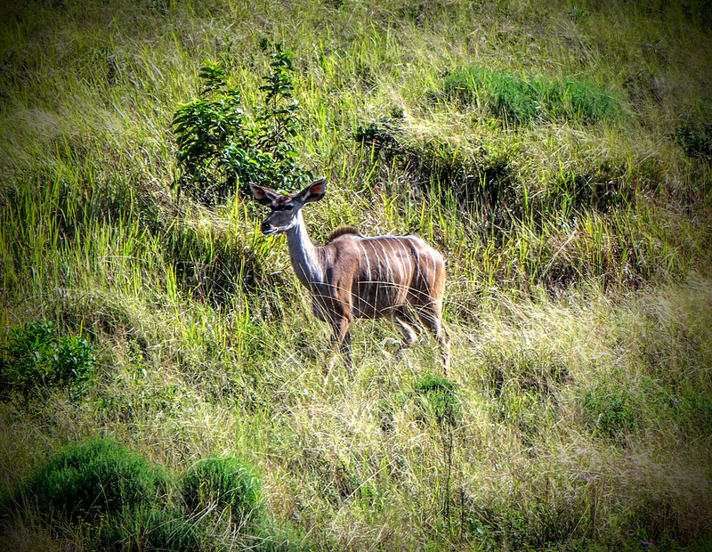 イシマンガリソ湿地公園の画像23