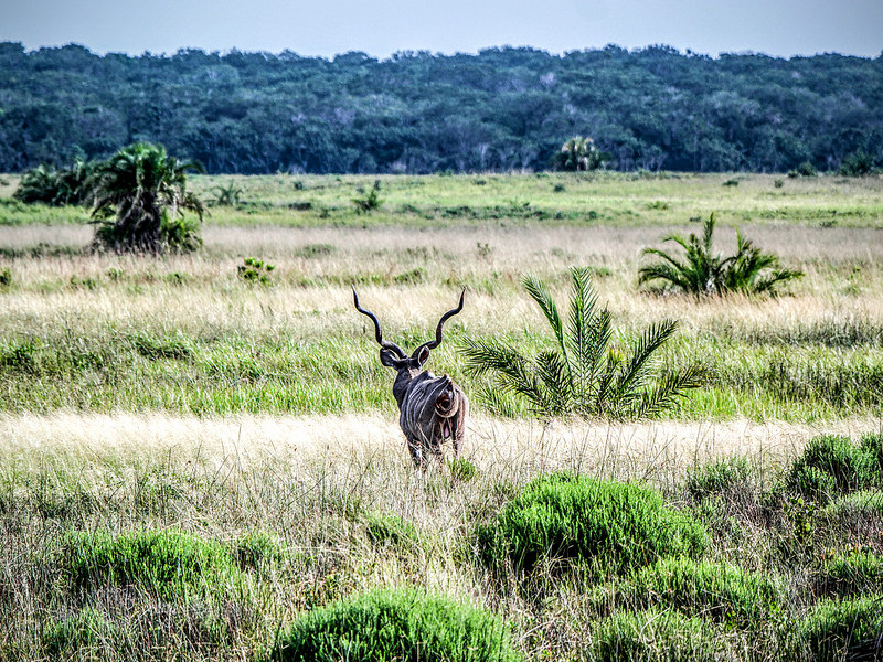 イシマンガリソ湿地公園の画像24