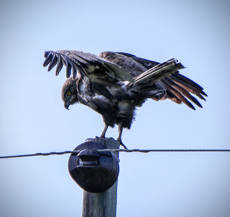 イシマンガリソ湿地公園の画像25