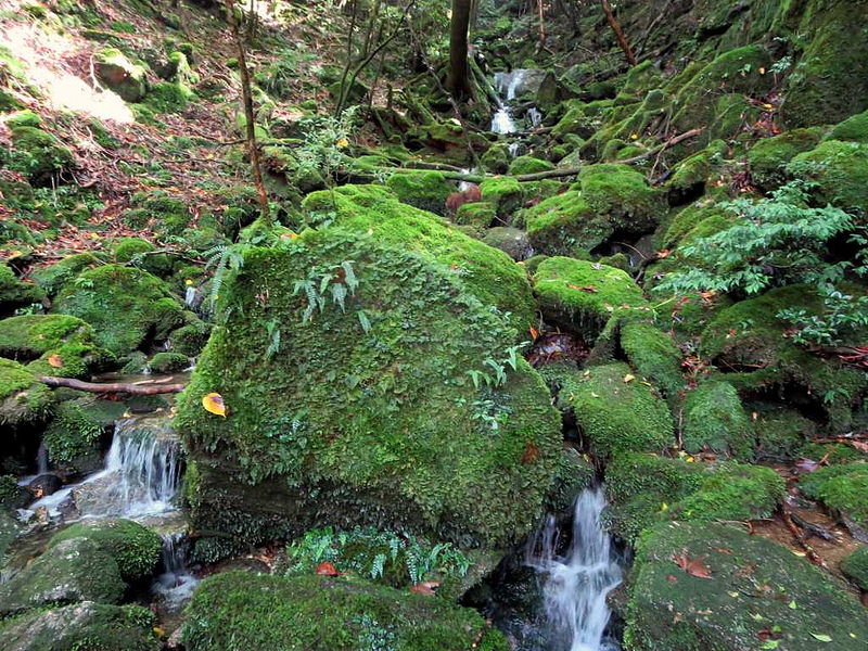 屋久島の画像14