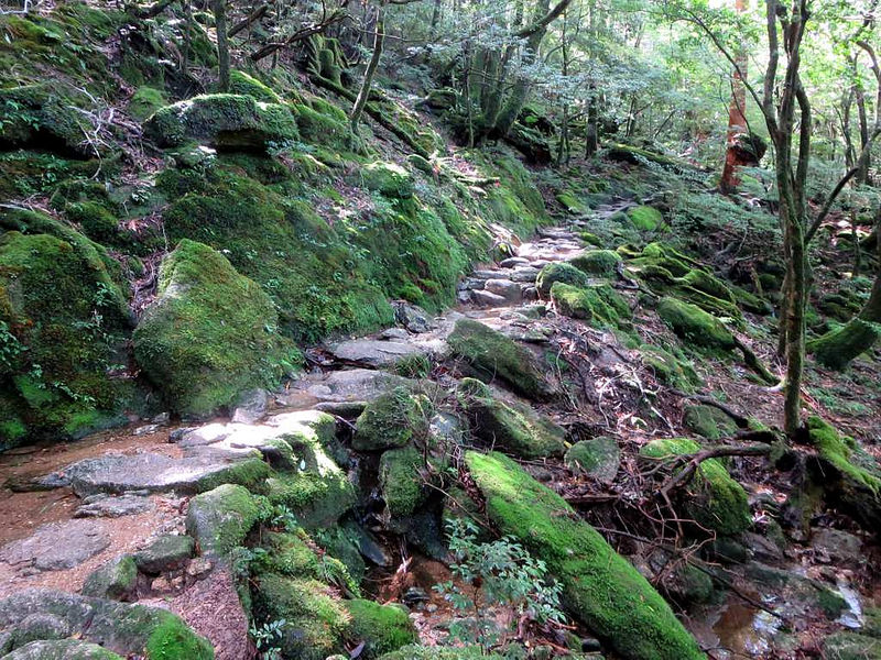 屋久島の画像15