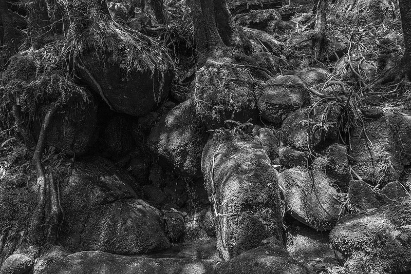 屋久島の画像21