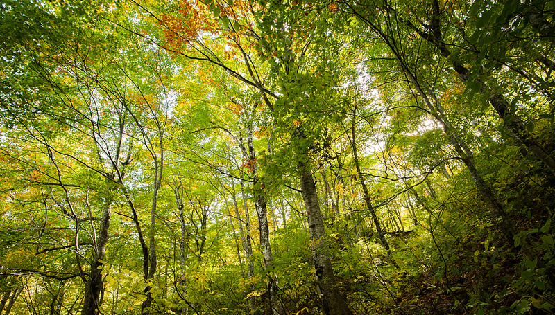 白神山地の画像16
