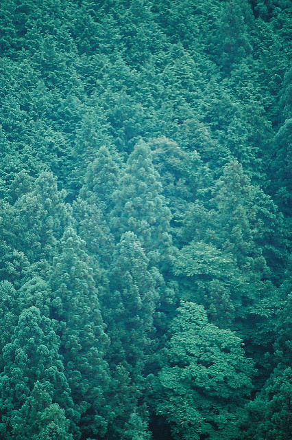 紀伊山地の霊場と参詣道の画像3