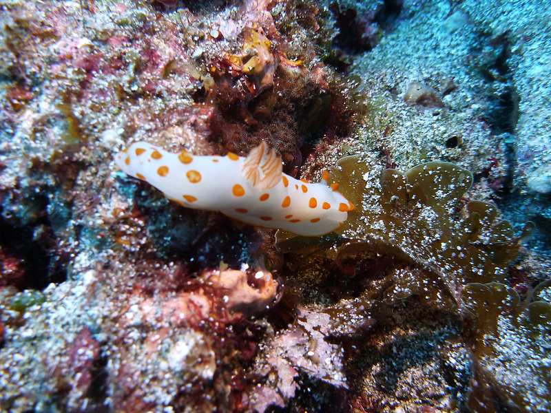 小笠原諸島の画像8