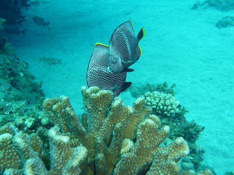 小笠原諸島の画像9