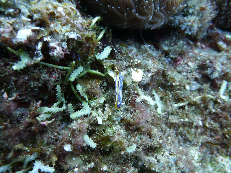 小笠原諸島の画像12