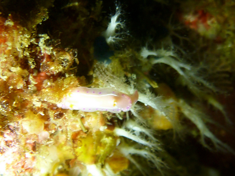 小笠原諸島の画像14