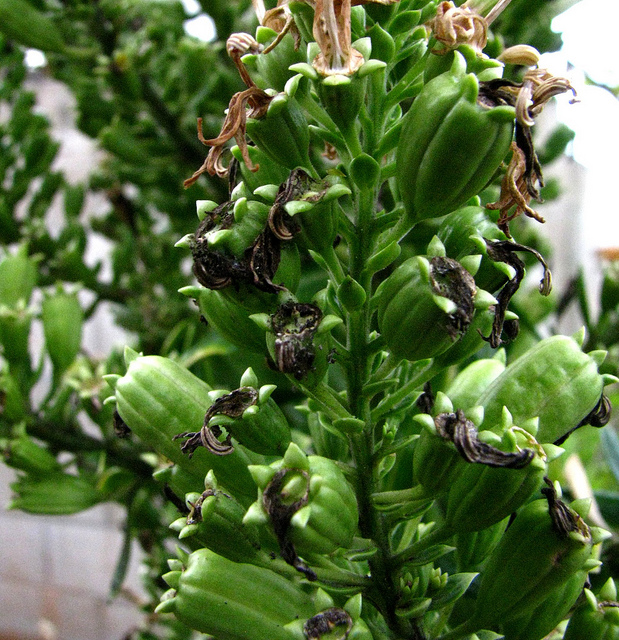 小笠原諸島の画像20