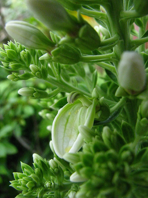 小笠原諸島の画像21