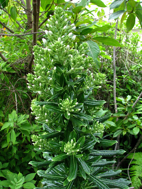 小笠原諸島の画像22