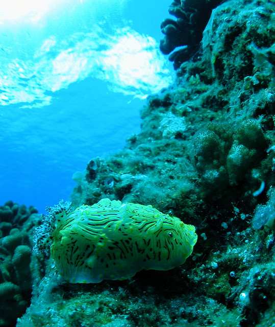 小笠原諸島の画像23