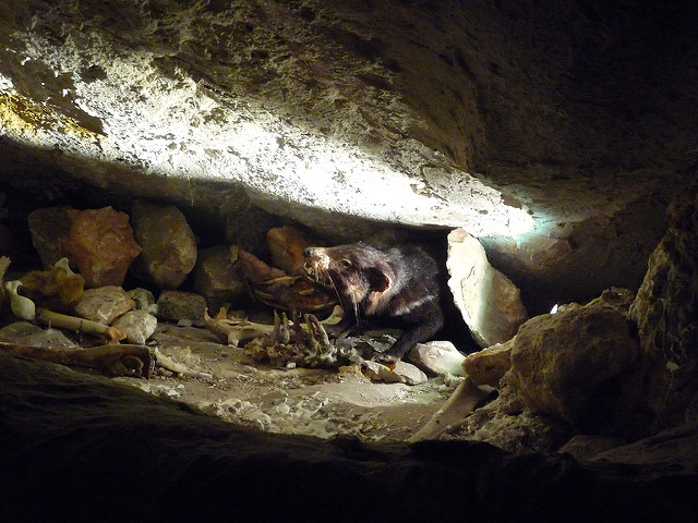 オーストラリアの哺乳類化石地域（リヴァーズレー／ナラコーアテ）の画像1