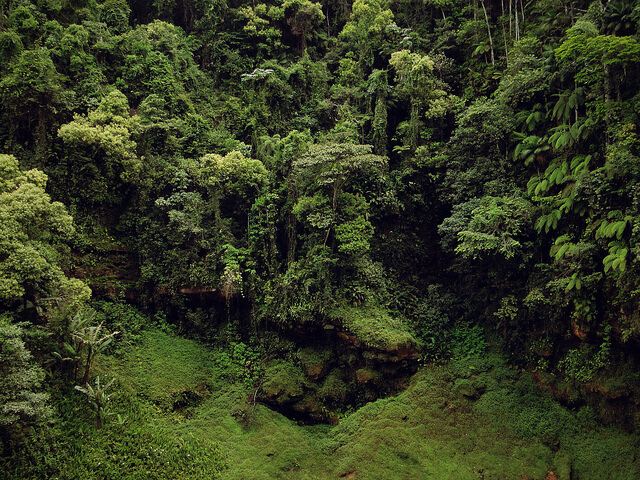 ディスカヴァリー・コースト大西洋岸森林保護区群の画像1