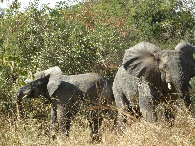 Ｗ=アルリ＝パンジャリ国立公園の画像1