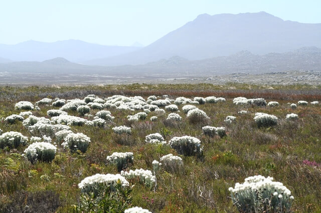 ケープ植物区保護地域群の画像1