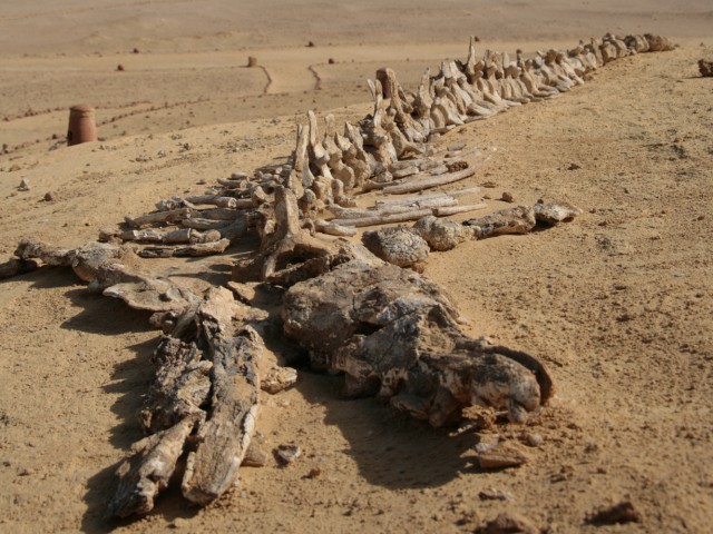 ワディ・エル‐ヒータン（クジラの谷）の画像1