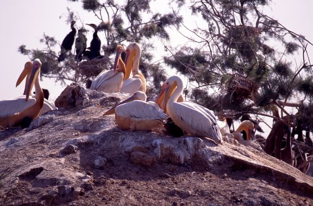 ジュッジ国立鳥類保護区の画像2