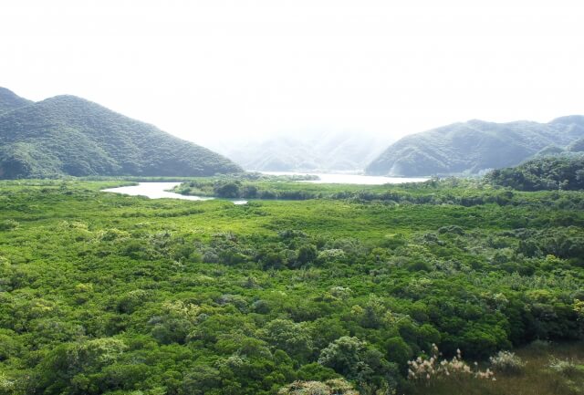 奄美大島、徳之島、沖縄島北部及び西表島の画像1
