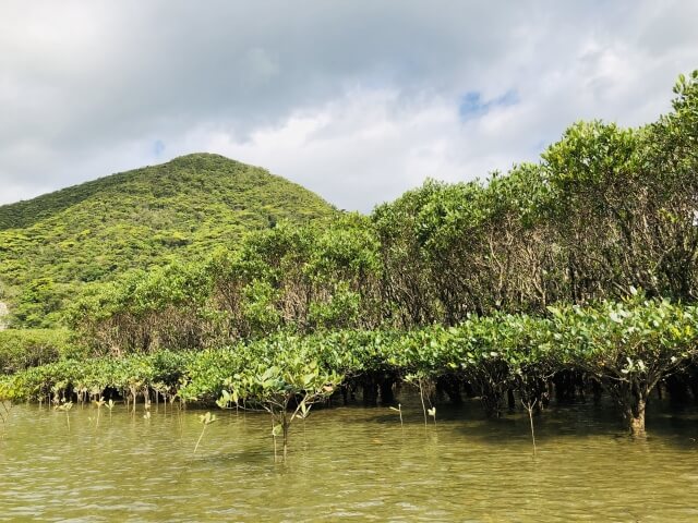奄美大島、徳之島、沖縄島北部及び西表島の画像3