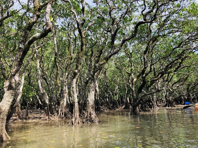 奄美大島、徳之島、沖縄島北部及び西表島の画像2
