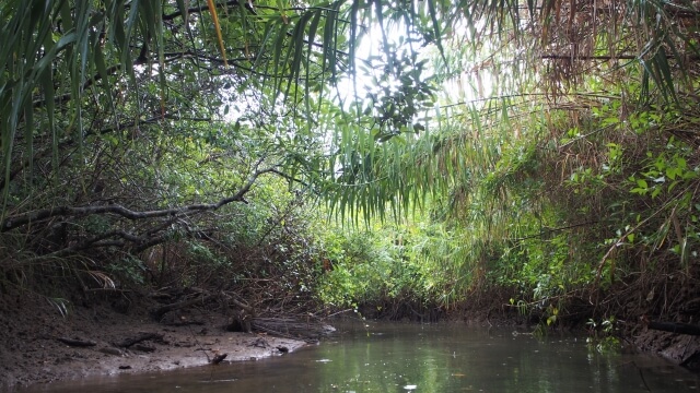 奄美大島、徳之島、沖縄島北部及び西表島の画像5