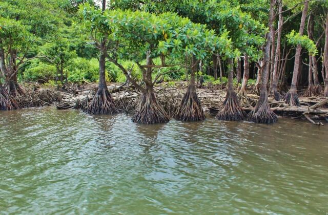 奄美大島、徳之島、沖縄島北部及び西表島の画像16