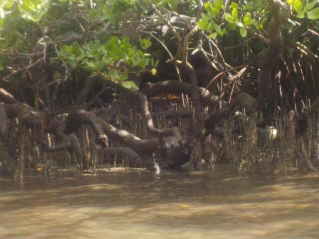 奄美大島、徳之島、沖縄島北部及び西表島の画像19