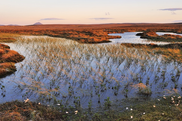 ザ・フロー・カントリーの画像1